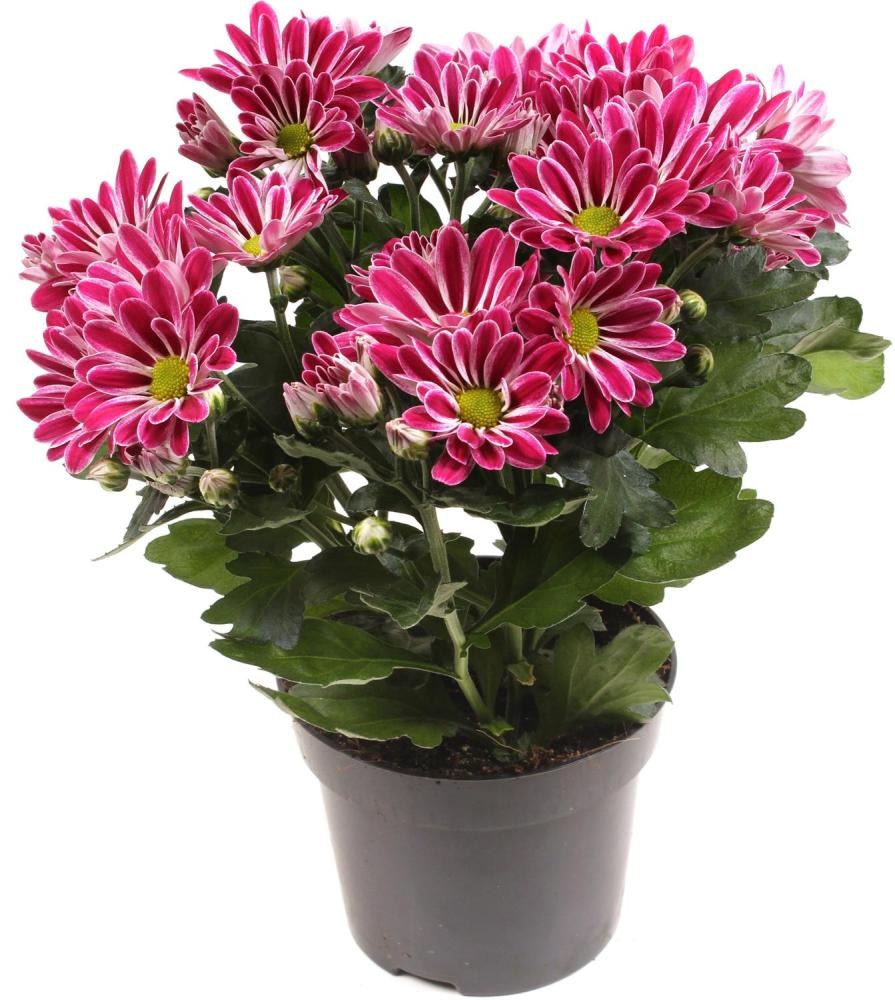 Krizantema Special - Akcija v trgovini Spar