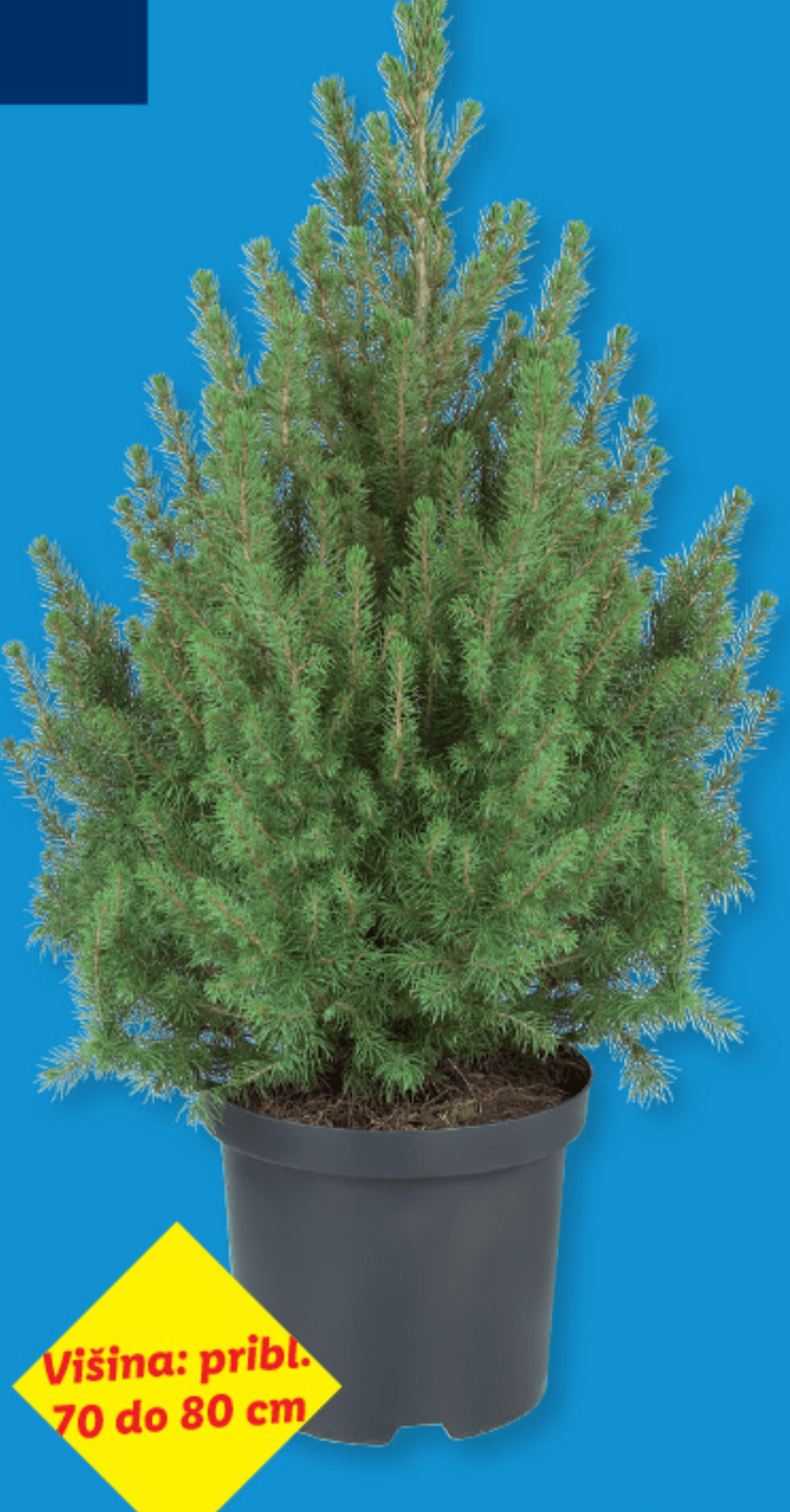 Smrečica - Akcija v trgovini Lidl