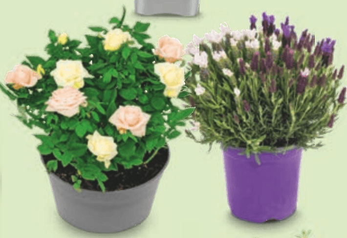 Vrtnica/Čopasta sivka - Akcija v trgovini Hofer