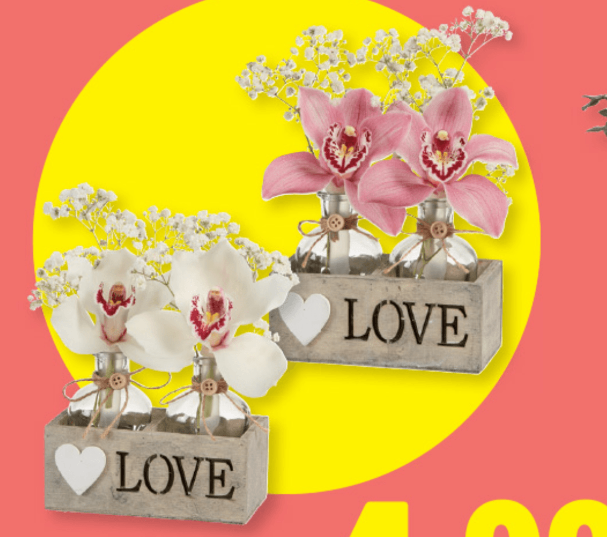 Cimbidijev cvet - Akcija v trgovini Lidl