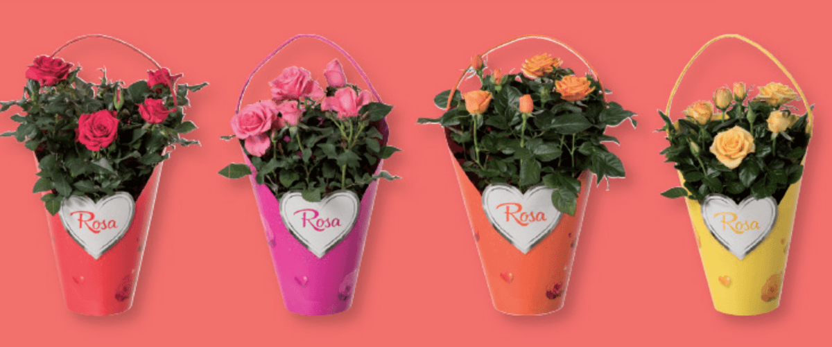 Vrtnica Rosa - Akcija v trgovini Lidl