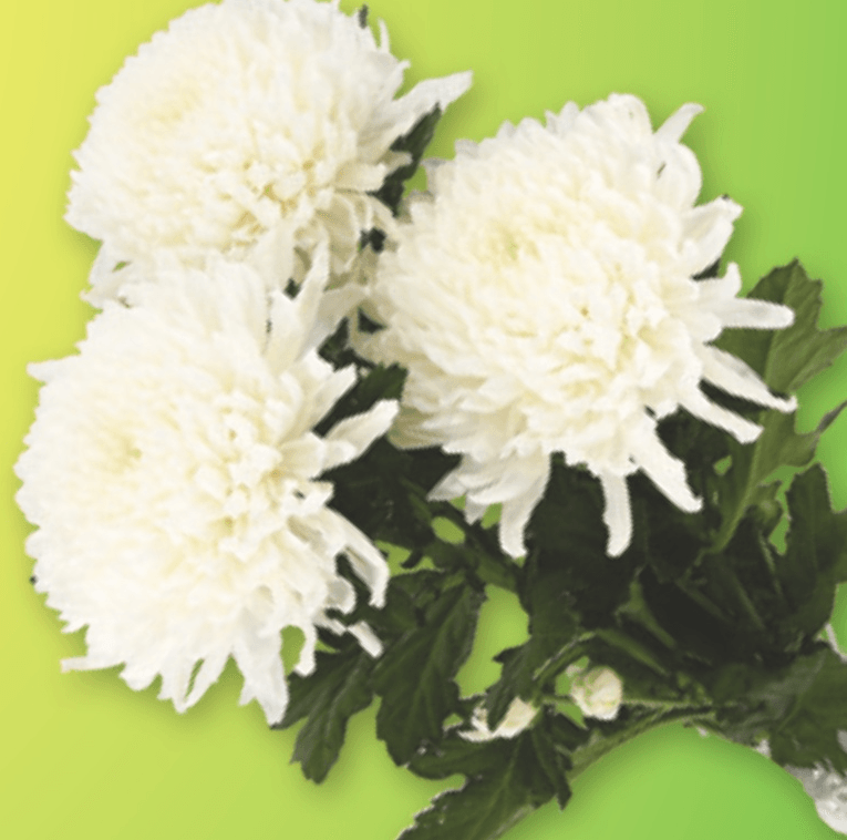 Ekskluzivni šopek krizantem - Akcija v trgovini Spar