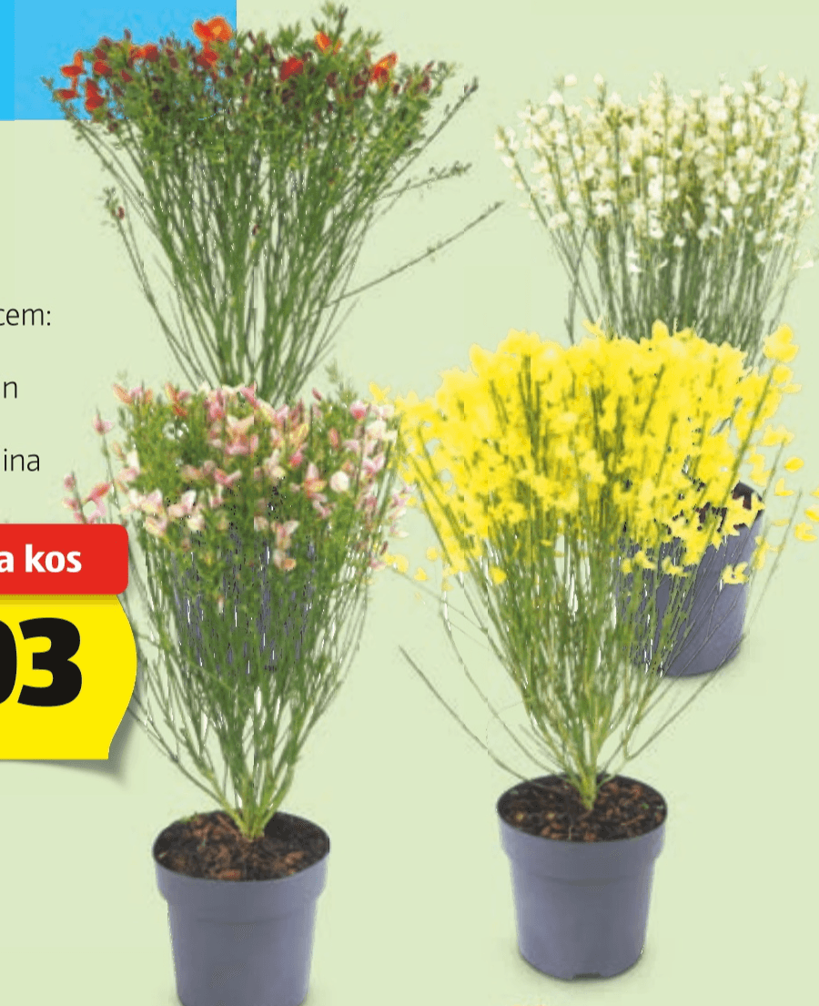 Okrasni ginster - Akcija v trgovini Hofer