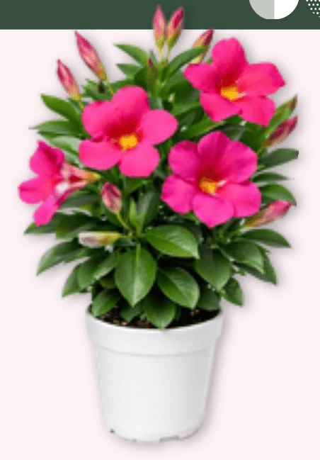 Dipladenija - Akcija v trgovini Spar