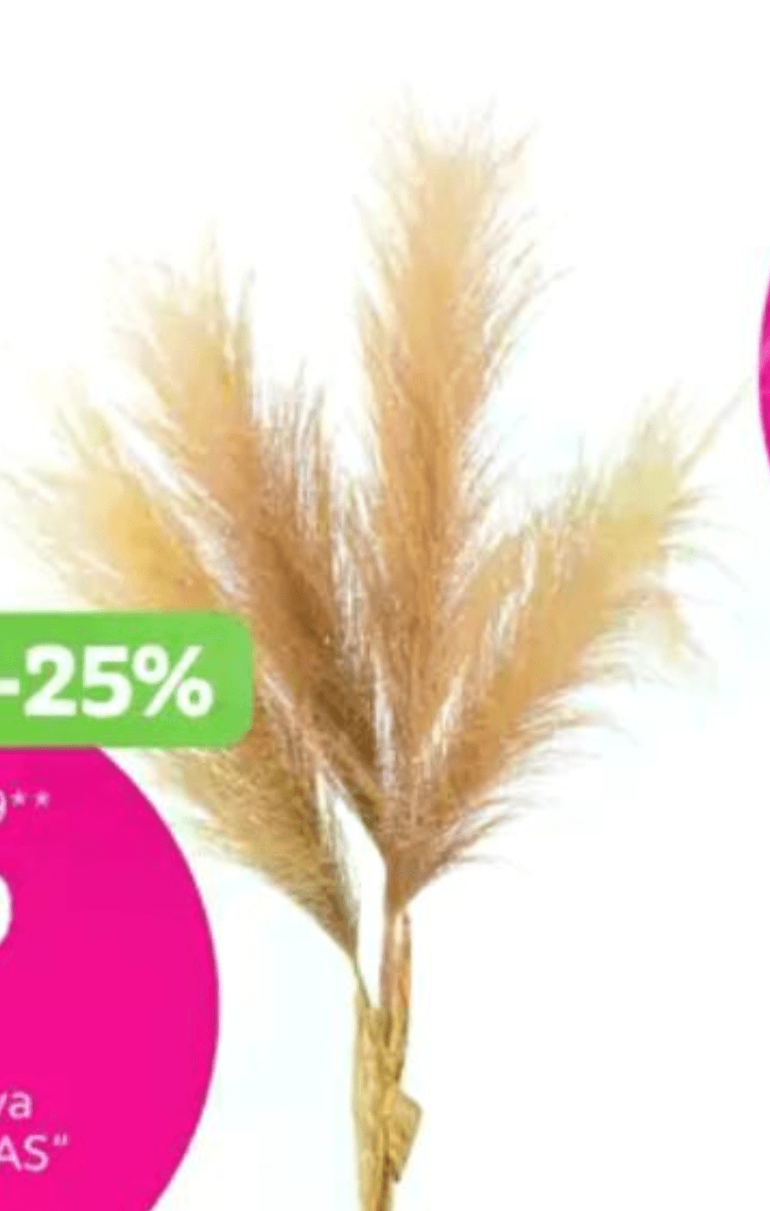 Okrasna trava „PAMPASGRAS" - Akcija v trgovini Mömax