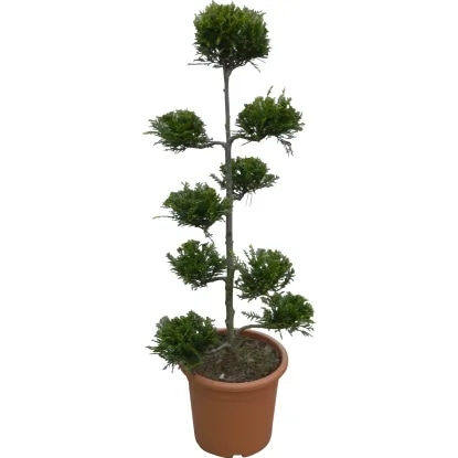 Lejlandijeva Cipresa 9 l grow - Akcija v trgovini Obi