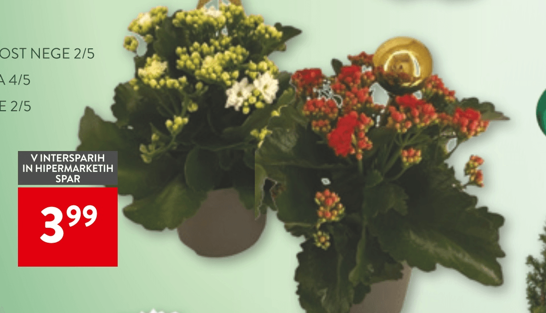 Kalanhoja v lončku premera 12 cm - Akcija v trgovini Spar