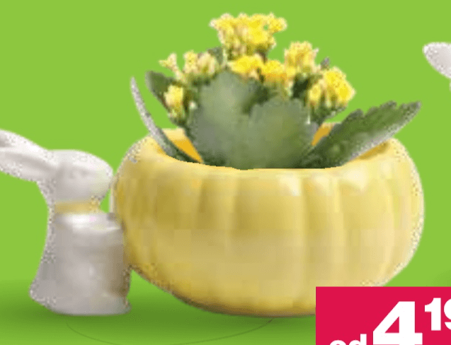 Posoda za rože - Akcija v trgovini Mercator