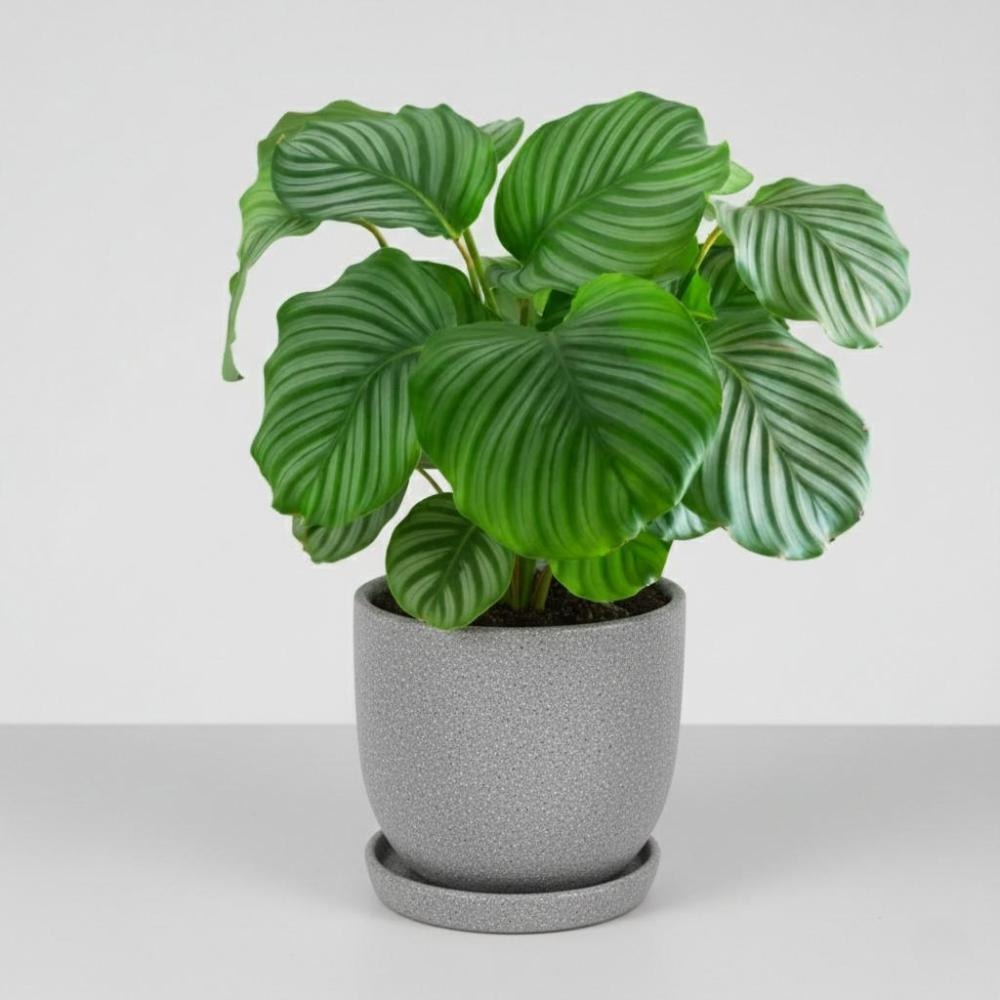 Kalateja Orbifolia - Akcija v trgovini Merkur