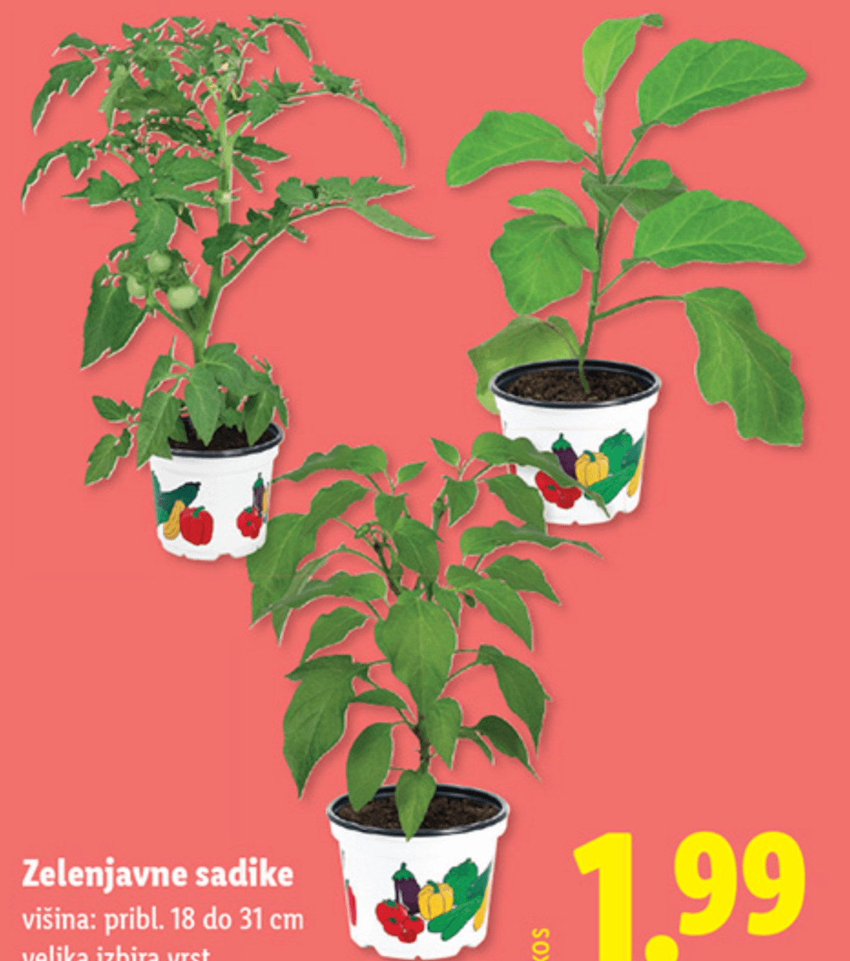 Zelenjavne sadike - Akcija v trgovini Lidl