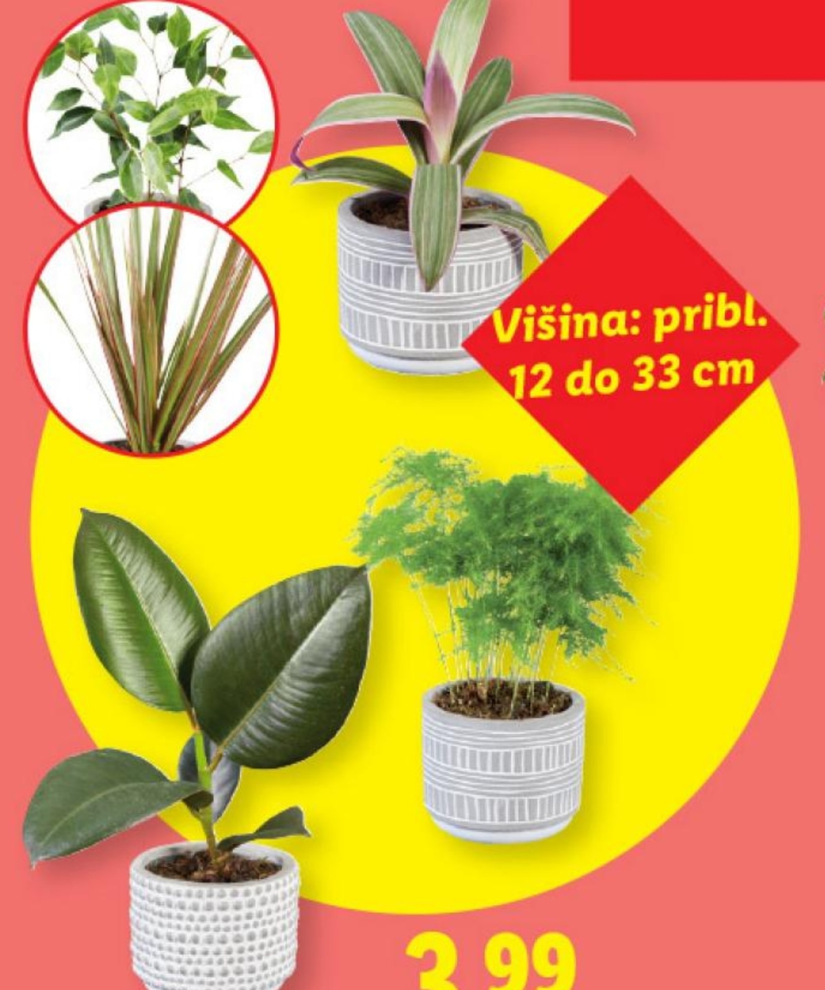 Zelena lončnica - Akcija v trgovini Lidl