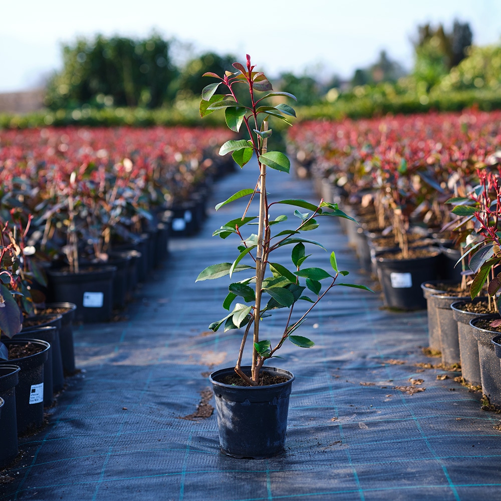 Sadika Photinia 40-60 cm - Akcija v trgovini Pevex