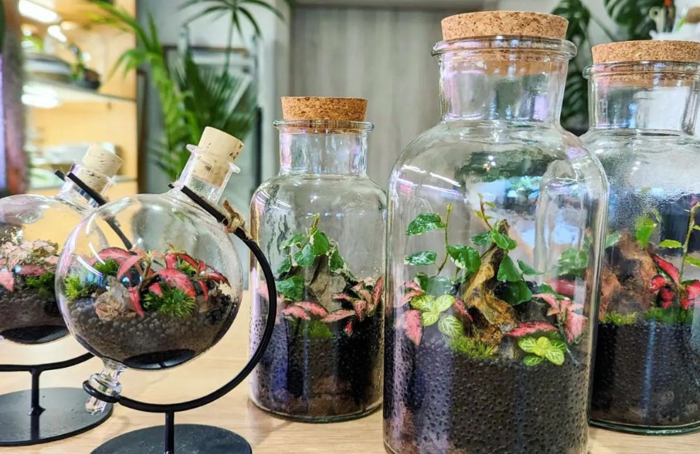 Rastlinske terarije - Akcija v trgovini Pevex