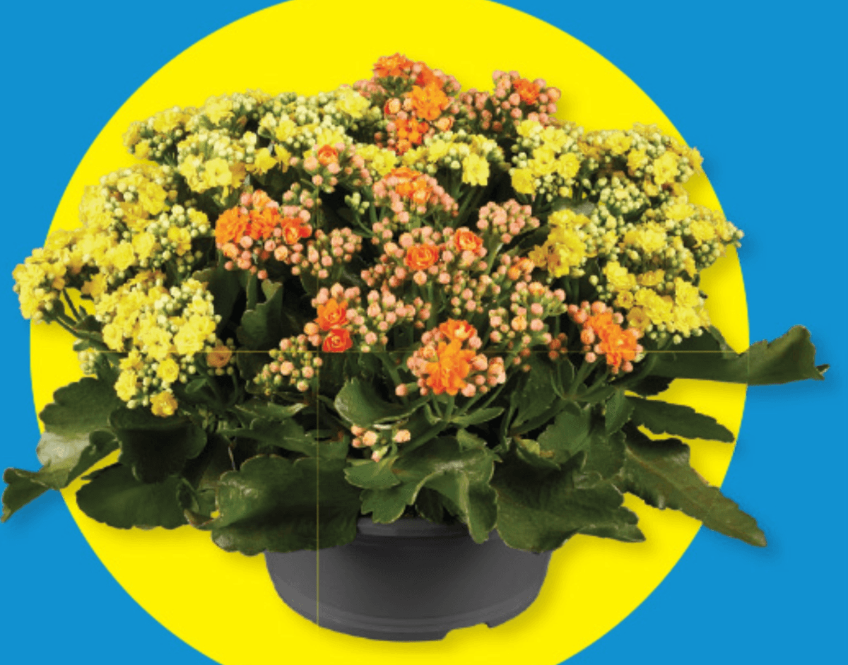 Kalanhoja - Akcija v trgovini Lidl