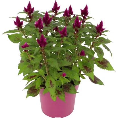 Lončnica Celozia Deep Purple Ø 12 cm - Akcija v trgovini Tuš