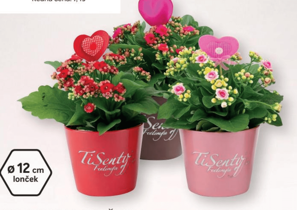 Kalanhoja s srčkom - Akcija v trgovini Merkur