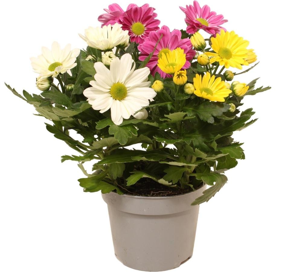 Lončnica Krizantema Karneval - Akcija v trgovini Tuš