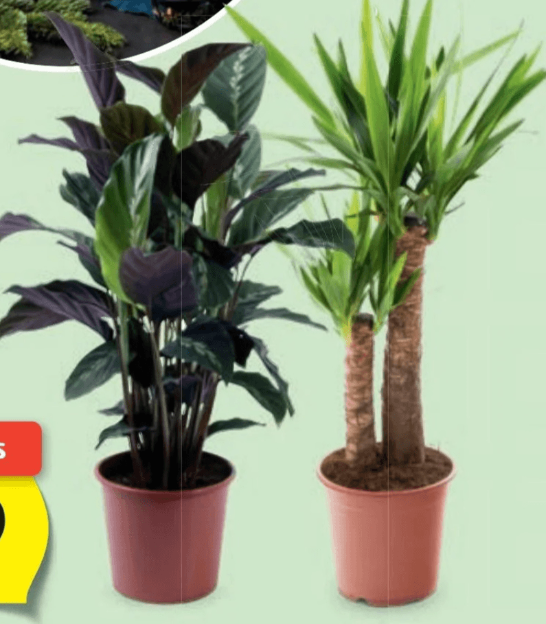 Zelena lončnica v ca. 21-cm loncu - Akcija v trgovini Hofer