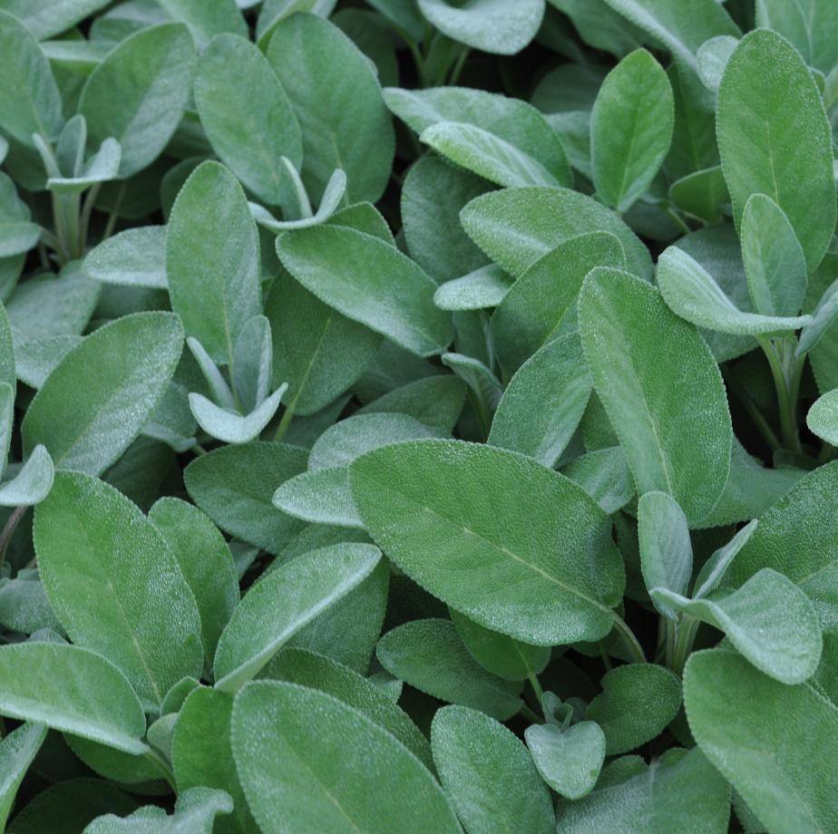 Srebrni žajbelj 'Mandala Silver' (lat. Salvia officinalis) - Akcija v trgovini Bauhaus