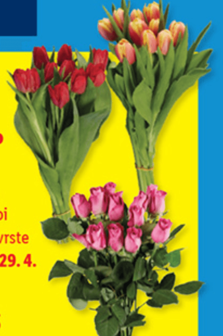 Rezano cvetje - Akcija v trgovini Lidl