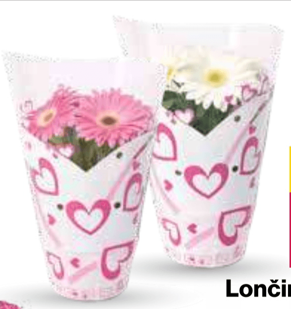 Lončinca gerbera premer: 12 cm - Akcija v trgovini Mercator