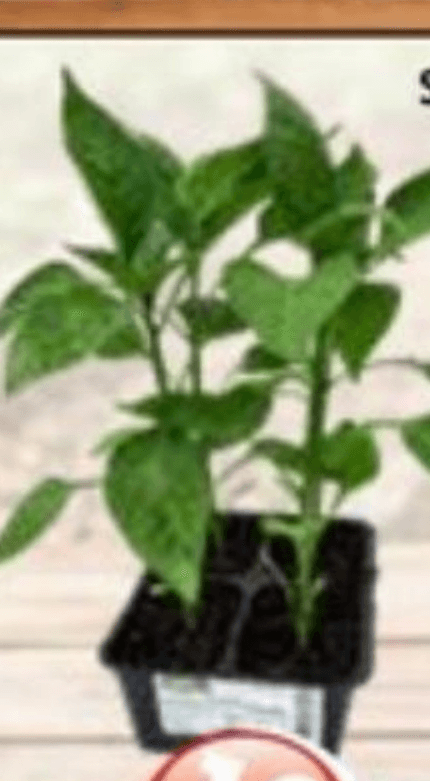 Sadika paprika 4/1 - Akcija v trgovini Jager