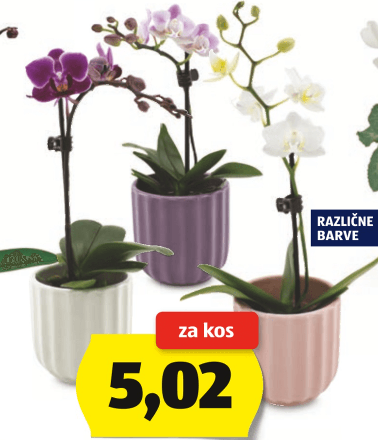 Mini orhideja - Akcija v trgovini Hofer