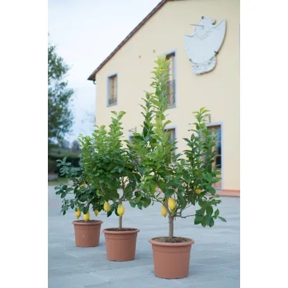 Limona - Citrus Limonum - Akcija v trgovini Obi