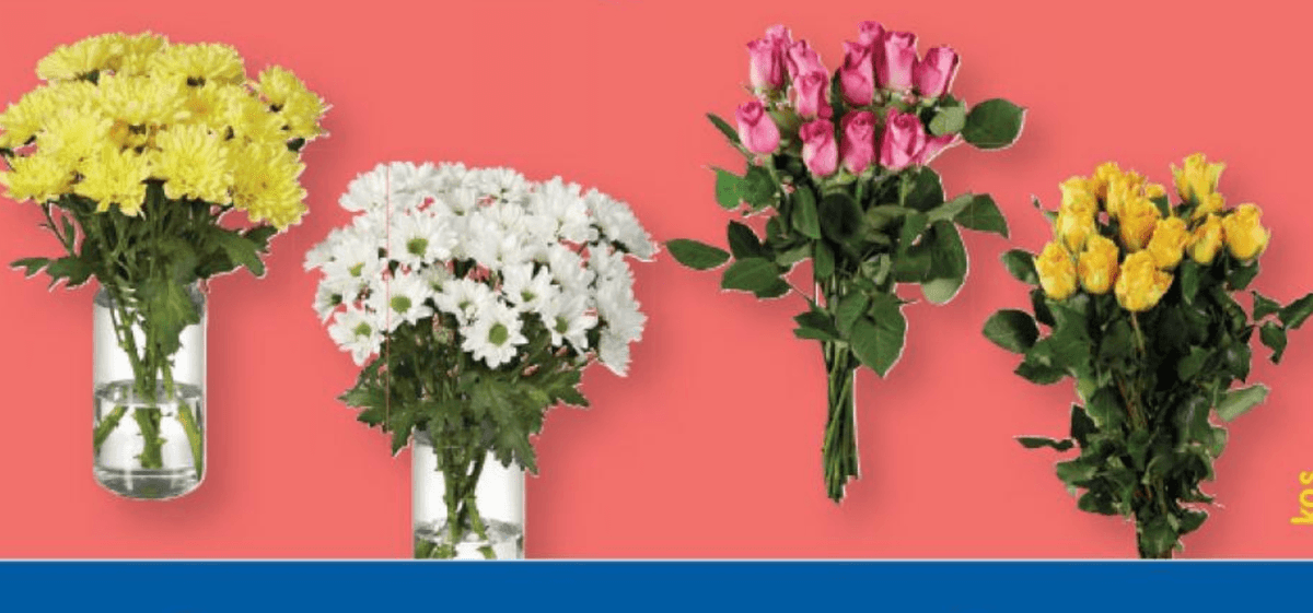 Šopek vrtnic/krizantem - Akcija v trgovini Lidl