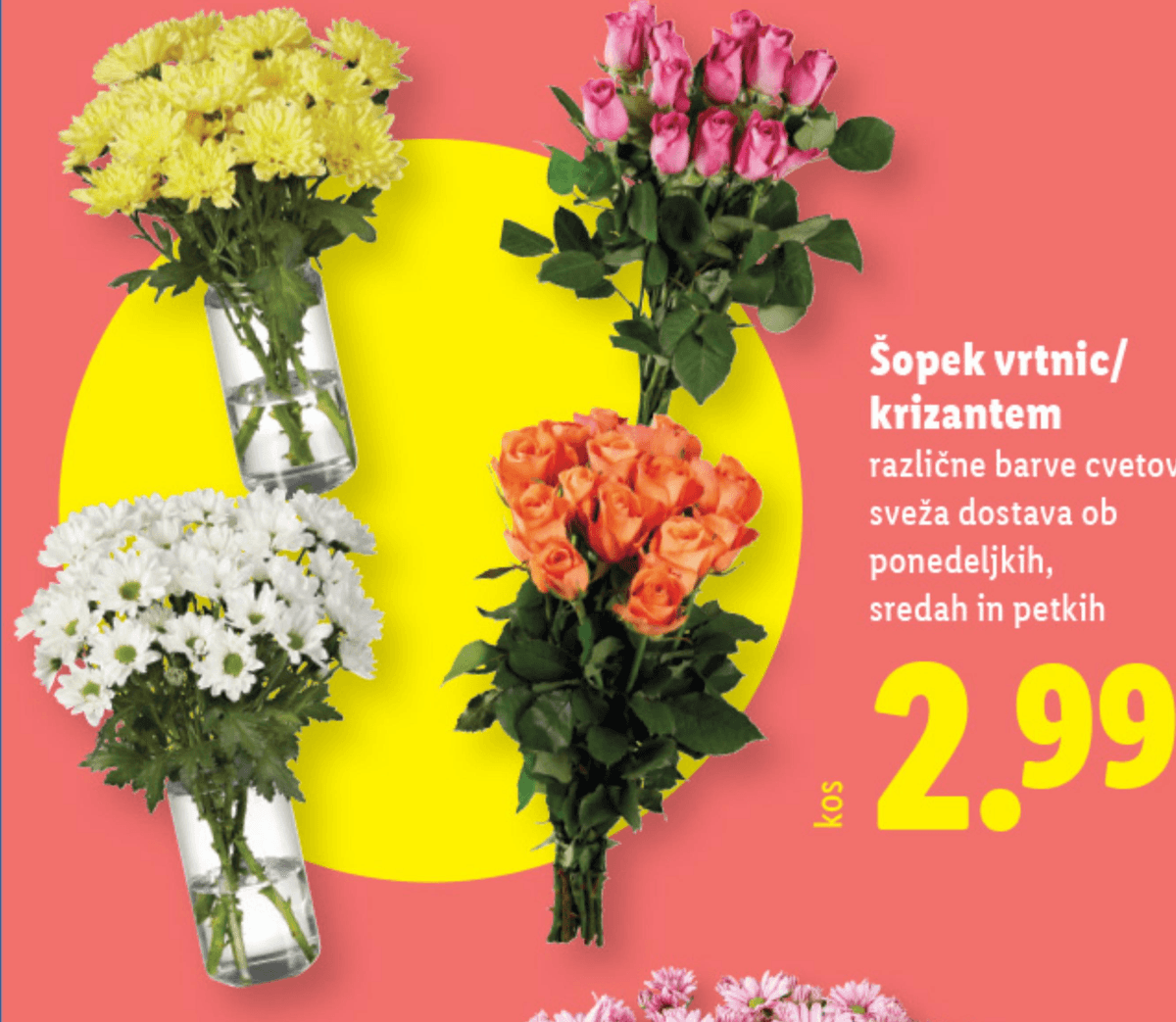 Šopek vrtnic/krizantem - Akcija v trgovini Lidl