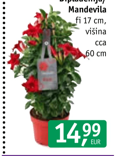 Dipladenija/Mandevila - Akcija v trgovini Jager