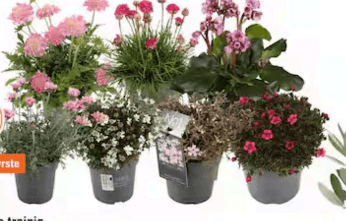 Mešanica trajnic - Akcija v trgovini Obi