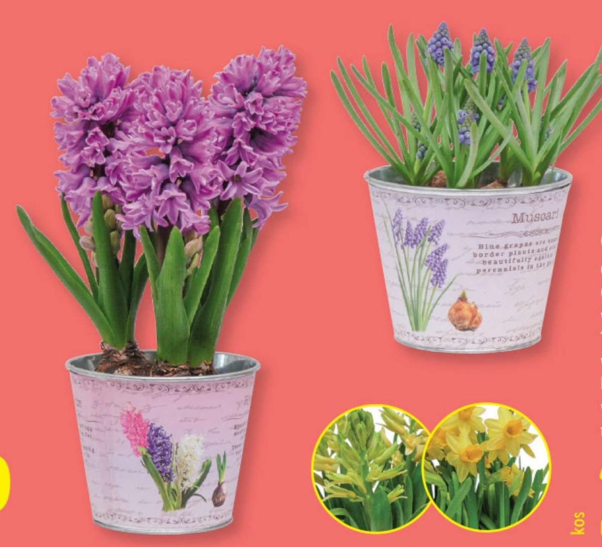 Cvetlične čebulice - Akcija v trgovini Lidl