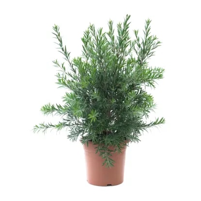 Živo rdeči metličnik - Akcija v trgovini Obi