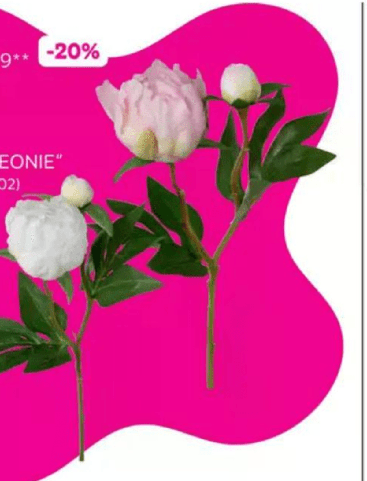 Potonika "PEONIE" - Akcija v trgovini Mömax
