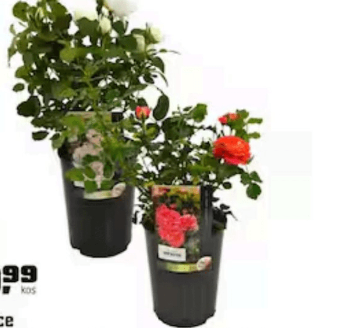 Vrtnice pribl. 3 l - Akcija v trgovini Obi