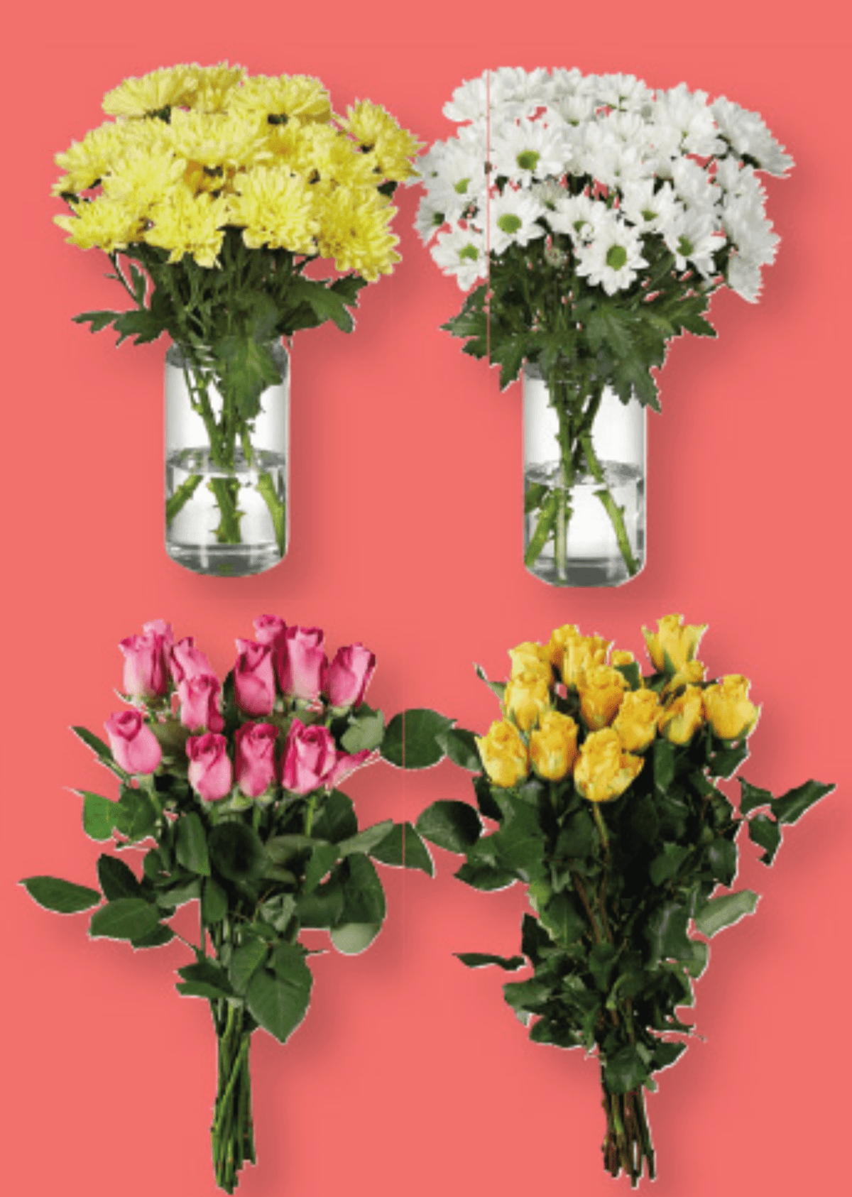 Šopek vrtnic/krizantem - Akcija v trgovini Lidl