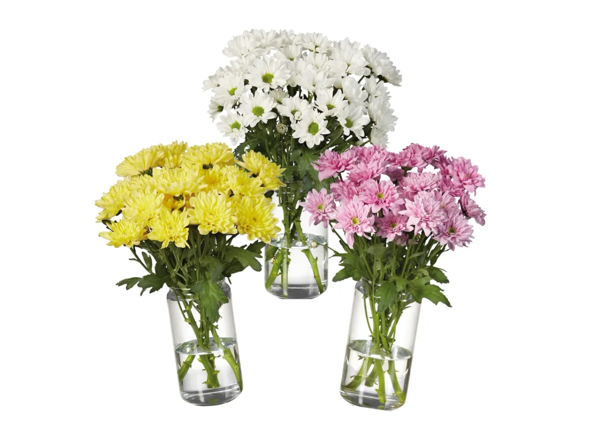 Šopek Krizantem - Akcija v trgovini Spar