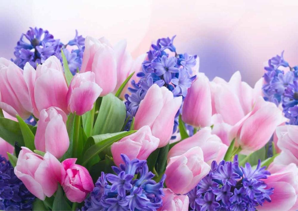 Šopek Hijacint - Akcija v trgovini Spar