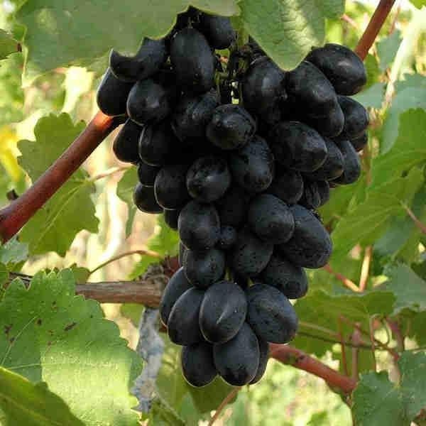 Sadike trsne cepljenke Black Magic 1 kos - Akcija v trgovini Jager