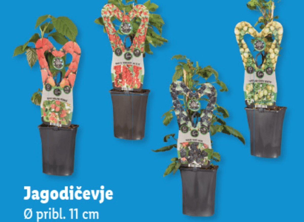 Jagodičevje - Akcija v trgovini Lidl