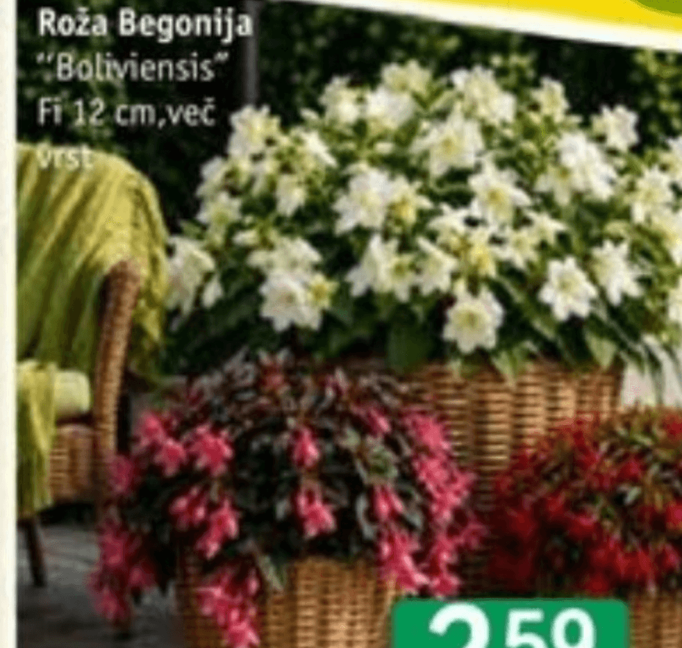 Roža Begonija "Boliviensis" Fi 12 cm - Akcija v trgovini Jager