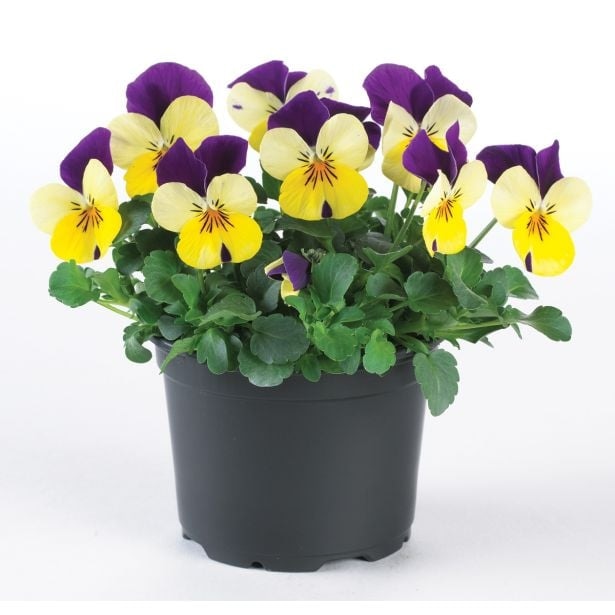 Mačehe - Akcija v trgovini Jager