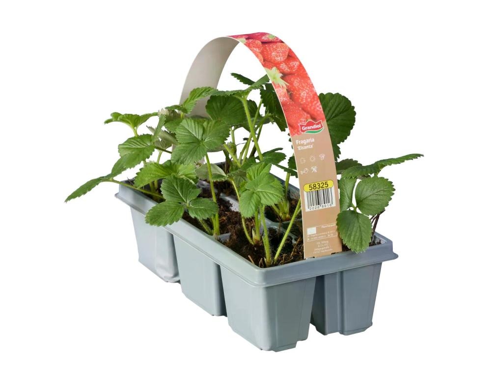 Slovenske sadike jagod 6 kosov v kompl. - Akcija v trgovini Lidl