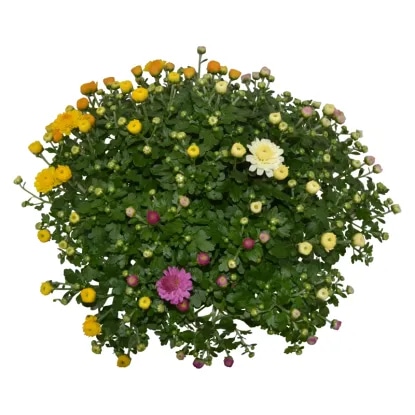 Poletna krizantema Ø pribl. 14 cm - Akcija v trgovini Lidl