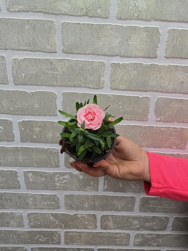 Trajni nageljček - Akcija v trgovini Obi