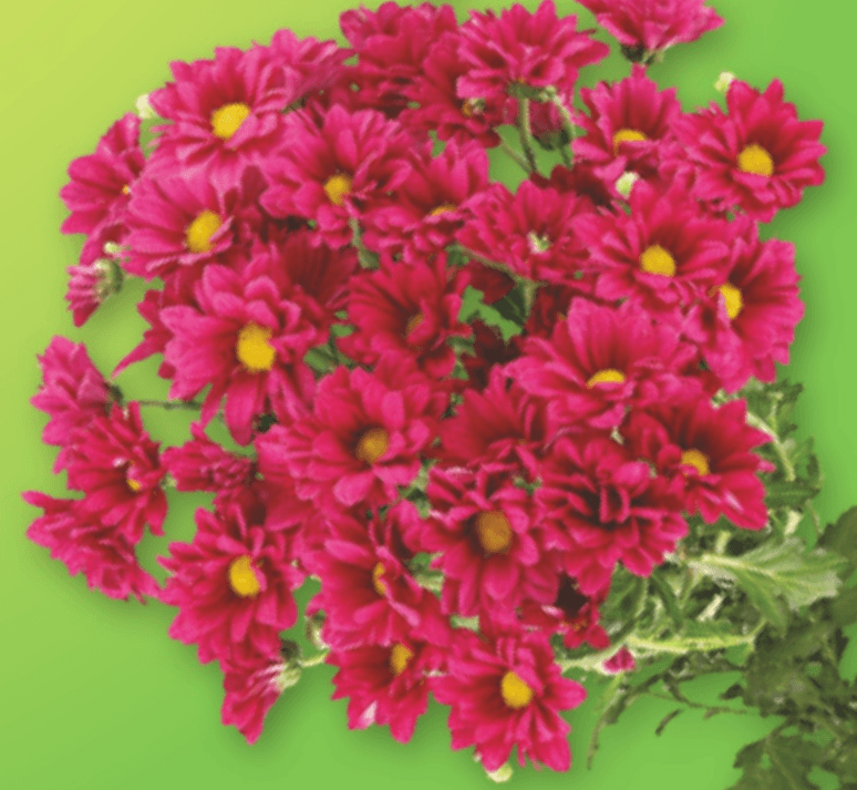 Šopek krizantem - Akcija v trgovini Spar