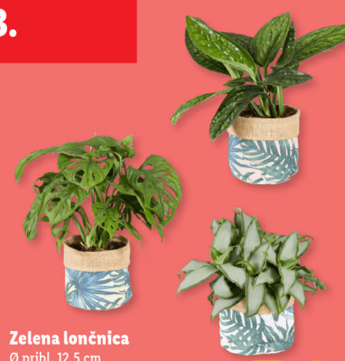 Zelena lončnica Ø pribl. 12,5 cm, višina: pribl. 20 do 33 cm - Akcija v trgovini Lidl