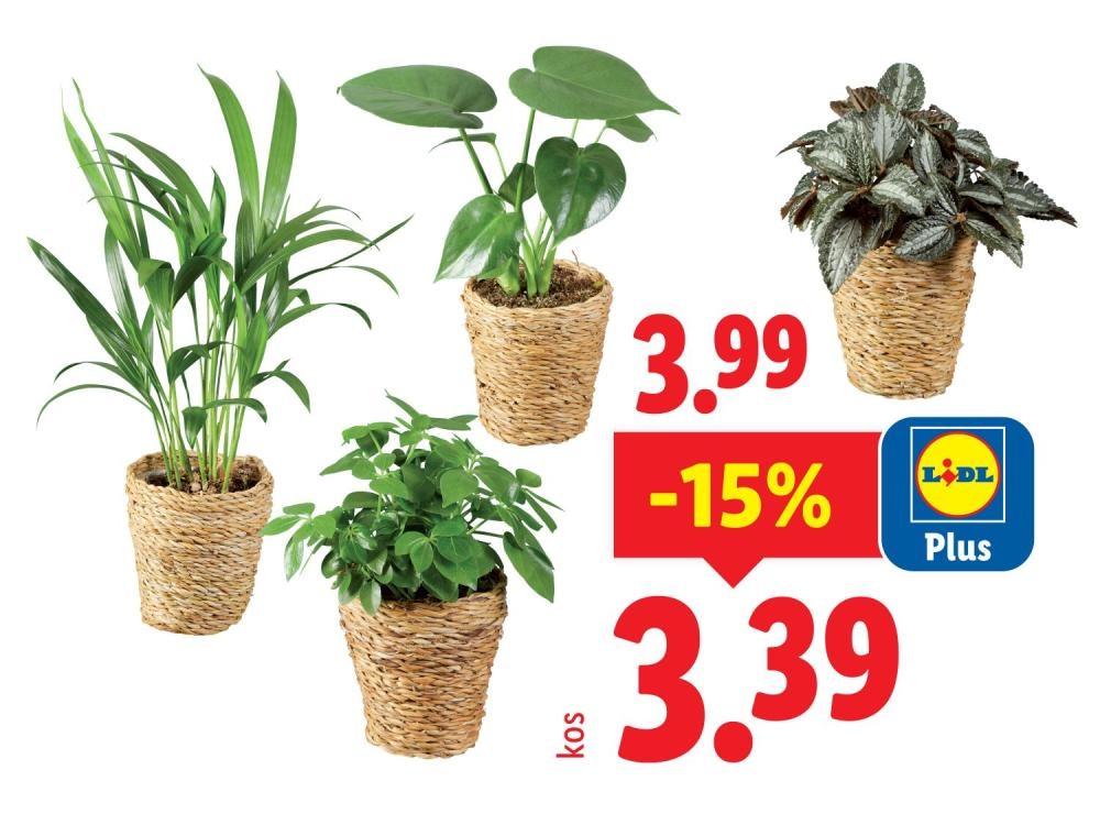 Izbor zelenih lončnic - Akcija v trgovini Lidl