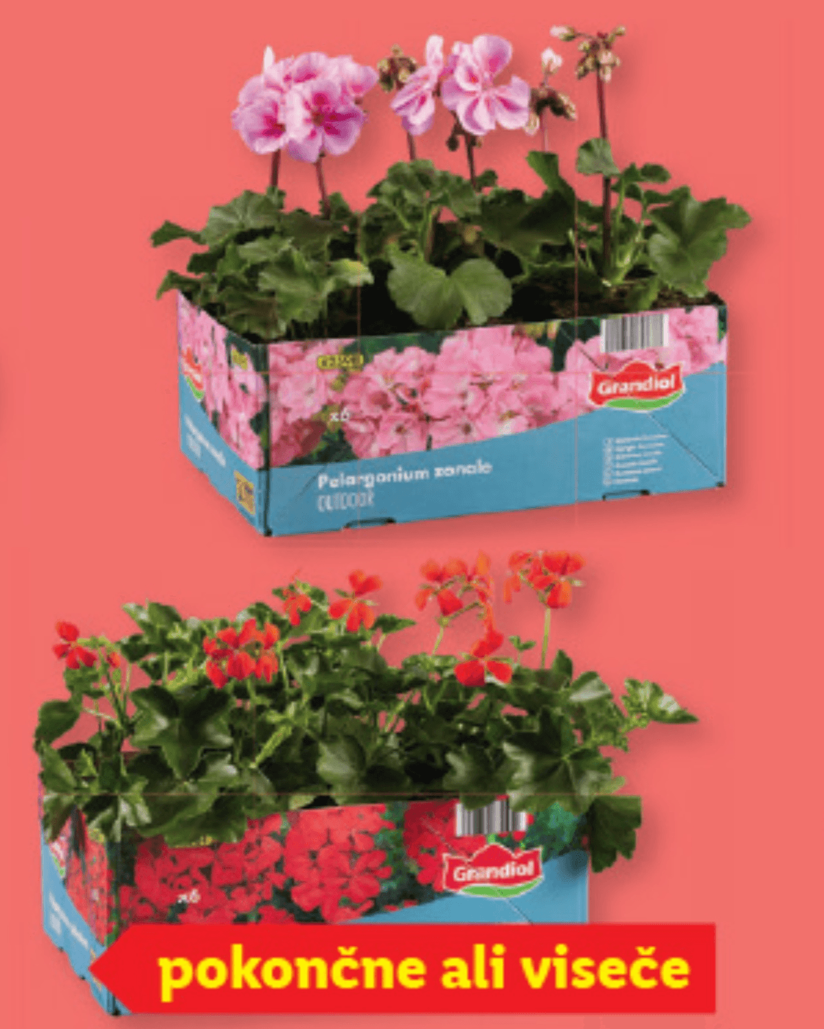 Pelargonije 6 kosov Grandiol - Akcija v trgovini Lidl